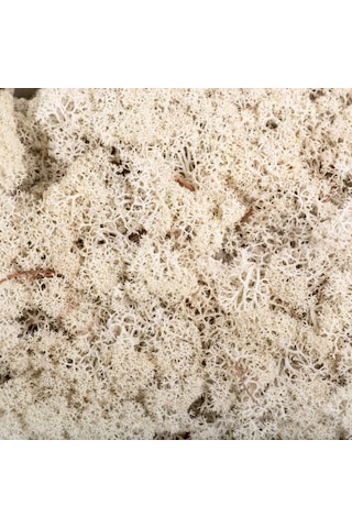 BEYAZ Şoklanmış  Reindermoss Teraryum Yosunu 50 Gr