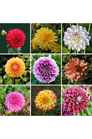 104 Adet Bodur Yıldız Dahlia Çiçeği Yumrusu Karışık 15 Renk .yumru Boyu 9 Cm . Yeni Mahsul.çiçekli Boyu 45 Cm.