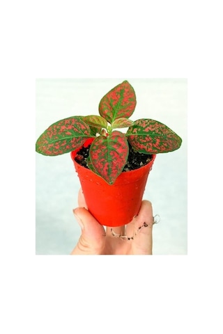 Fittonia Hostes Çiçeği Fidanı Çilli Kırmızı 10-20 Cm