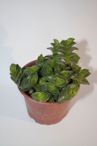 Callisia Navicularis Sukulent Tekli 5,5 Cm Saksıda