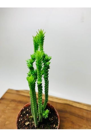 Crassula Muscosa Variegata Prenses Çamı Beyaz Pembe Tür