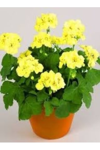 20 Adet Tohum Nadir Sarı Sardunya Çiçeği Tohumu Saksı Toprak