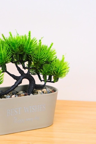 Digithome Dekoratif Kayık Saksılı Yapay Çam Ağacı Bonsai Gri 16cm Eva-5829 C1-1-423