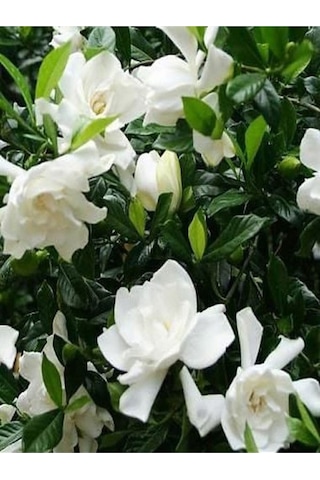 Kokulu Hediyelik 1 Adet Gardenya Çiçeği Saksılı 30-50cm Gardenia Flower
