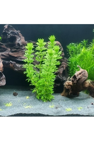 Limpnophila Sessiliflora Kusursuz Akvaryum Bitkisi Canlı Bitki 5 Dal