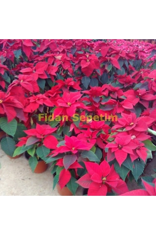 Poinsettia Atatürk Çiçeği 30-40 Cm