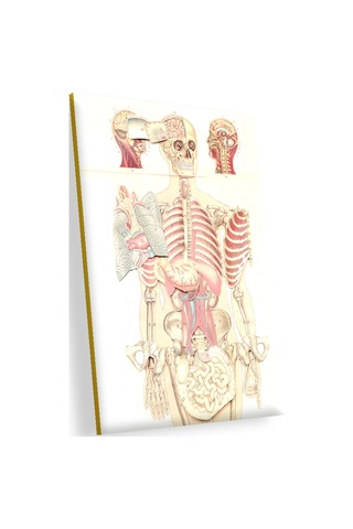 Cakasepetim İç Organlar İnsan Anatomisi Görseli Ahşap Mdf Tablo