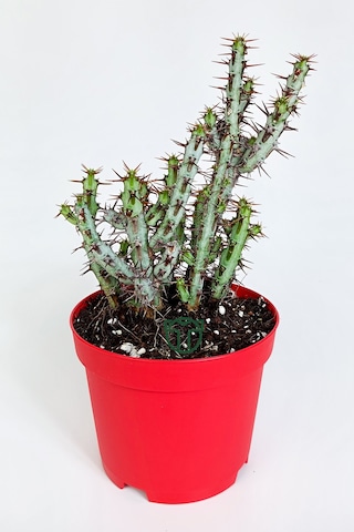 Euphorbia Aeruginosa Özel Tür Kücük Sarı Çiçek Veren Sütleğen Mav