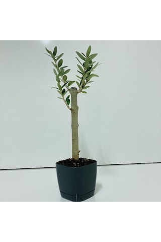 Siyah Lüx Saksıda Bonsaiye Uygun Zeytin Fidanı