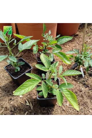 Saksılı Mini Boy Pepino Fidanı Fidesi 10-20 Cm