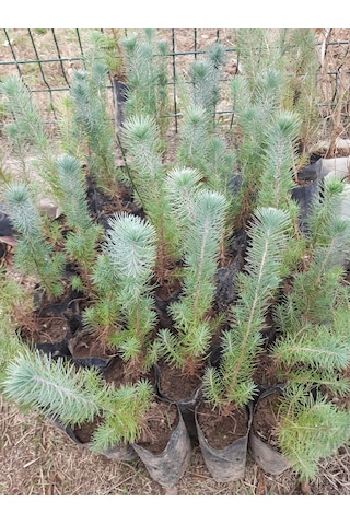 5 Adet Fıstık Çam