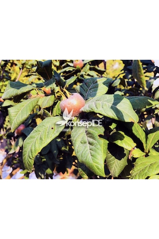 Muşmula Fidanı N11.272