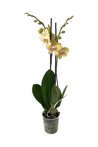 Phalaenopsis 'Torıno' (Sarı Orkide) Ø12 CM Y70-80 CM