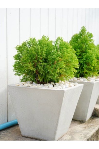 Favori Ürün Limoni Servi Limon Selvi Fidanı 10 15cm 8 Adet Tüplü Dış Mekan Cupressus Macrocarpa