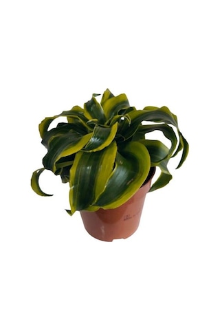 Dracaena Tornado 12 Lik Saksıda