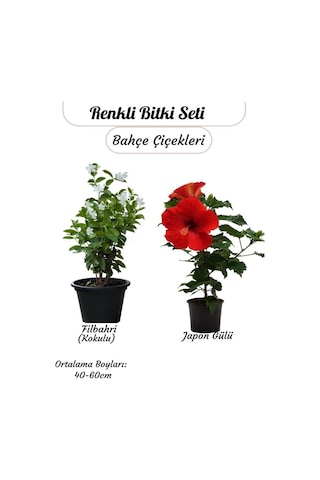 Saksılı 2 Li Çiçek Seti Kırmızı Japon Gülü & Filbahri 30-50cm Boy Aralığı