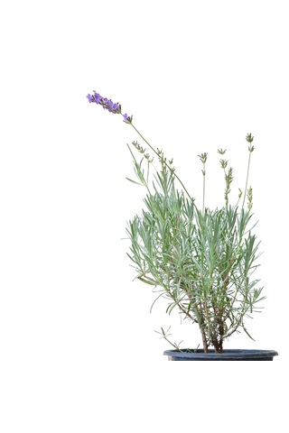 Saksıda Organik Lavanta Lavandula Angustifolia