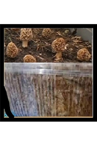 Kuzu Göbeği Mantarı Deneme Kiti Mantar Deneme Kiti 2 Adet