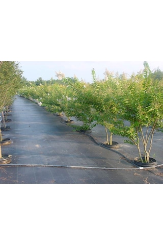 Taban Örtüsü Jüt Sera Taban Örtüsü 3X10 M