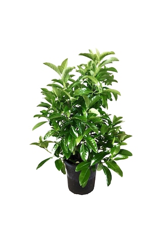 Mavi Çim 1 Adet Saksılı 10-20cm +kartopu Viburnum 30-60cm 1adet Bahçe Seti