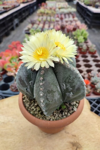 10 Adet Tohum İthal Çin Astrophytum Myriostigma Kaktüs Tohumu Saksı Toprak Hediyeli 01