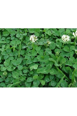 Üçgül Tohumu Ak Üçgül Trifolium Repens Süs Yoncası Bodur Yoncası 1 KG