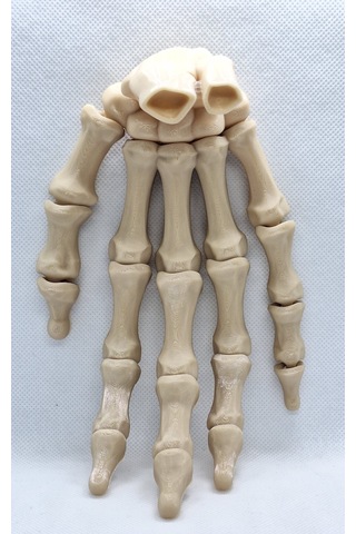 Anatomi İskelet El - Detaylı