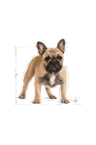 Royal Canin French Bulldog Yetişkin Köpek Maması 3 KG