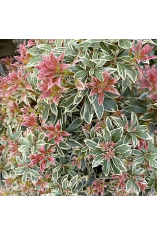 Tüplü Soğuklara Dayanıklı Japon Lavanta Fundası Pieris Japonica Little Frosty Herdem Yeşil