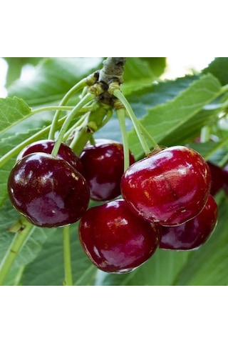 Tüplü 4 Yaş Regina Kiraz Fidanı Boy 150-180 Cm