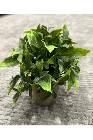 Dekoratif Eskitme Gri Saksıda Gerçekçi Yapay Yeşil Bitki - Modern Masa Ve Raf Çiçeği 24x18 Cm Yeşil