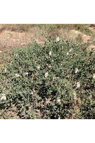 Kapari Tohumu 50 GR Ovata Cinsi Aşçı Murat Kapari