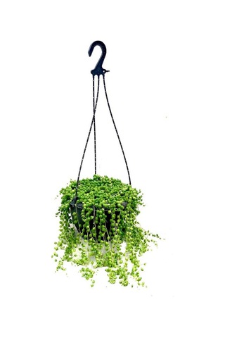 Dolgun Formlu Tespih Boncuk Çiçeği 1 Adet Asklı Saksılı 20-30cm