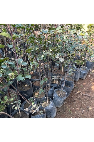 Her Bölgeye Uyumlu Aşısız Keçi Boynuzu Harnup Fidanı