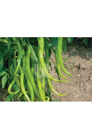 Biber Tohumu İnce Sivri Kıl Acı 25 GR 3000 Adet Tohum