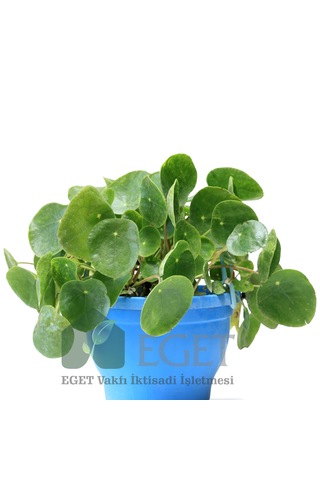 Eget Çin Para Bitkisi Pilea Peperomioides