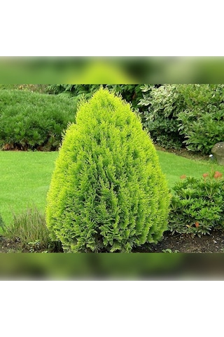 Doğu Mazı Çamı 150 Cm Boyunda