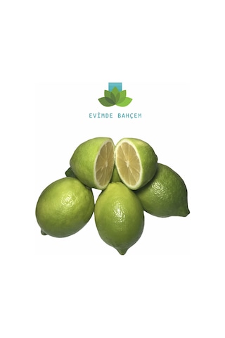 Limon Ağacı Saksıda Bodur Limon Fidanı Aşılı