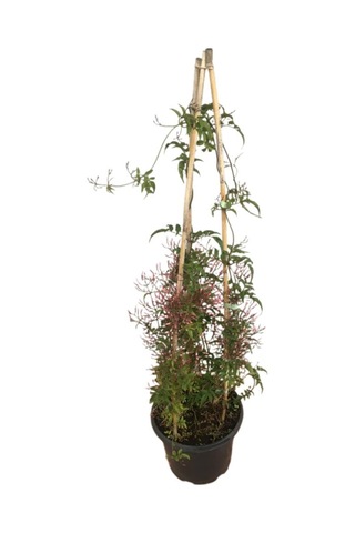 Jasminum Sambac - Arap Yasemini İki Köklü
