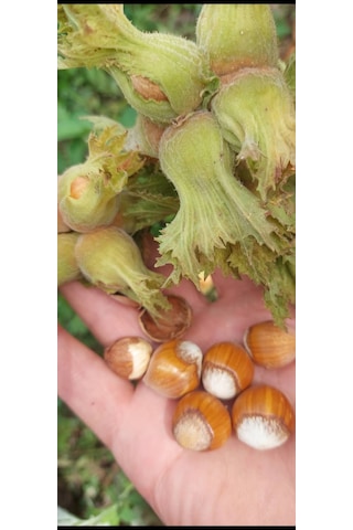 Fındık Fidanı 5 Adet Aşılı