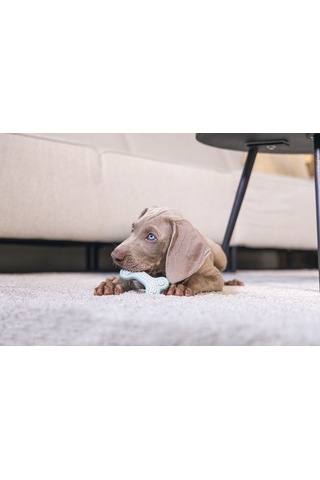 Beeztees Yavru Köpek Diş Oyuncağı, İçi Dolu Halka, Kauçuk, Yeşil, 10cm