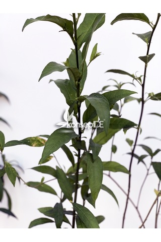 Melisa-Parfüm Çalısı-Gece Yasemini