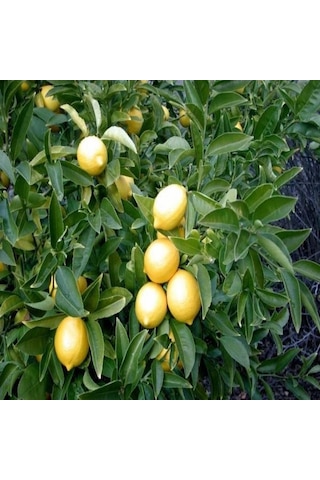Tüplü İri Meyveli Yediveren Limon Fidanı