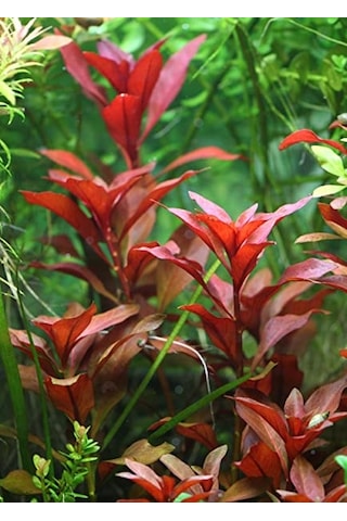 Ludwigia Repens Kusursuz Form Akvaryum Bitkisi Canlı Bitki 5 Dal