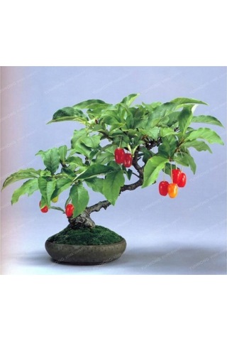 Bodur Kızılcık Bonzai Ağacı Tohumu 5 Adet Bonsai Ağacı Tohumu