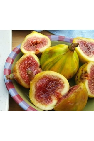 Çilek Aromalı Sarı-yeşil Çizgili İncir Fidanı 2-3 Yaşında Saksı