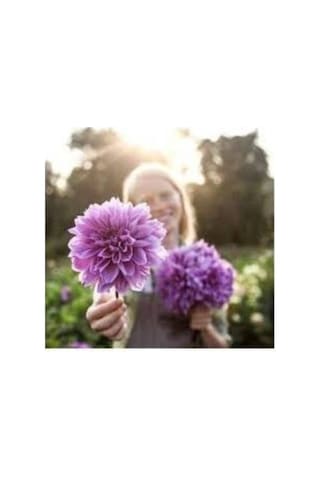 Dev Yıldız Çiçeği Yıldız Soğanı Dahlia Lilac Time Soğanı 1 Adet  Boy 120 cm-844451101