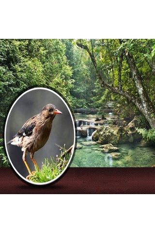 Telefon Sahibi İle Monoküler Teleskop Ve Tripod 80x100 Bak4 Yetişkin İçin