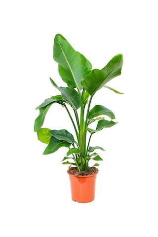 Starliçe Cennet Kuşu Çiçeği Strelitzia Nicolai - 60 Cm 2 Adet