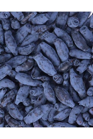 2 Yaş Bal Yemişi Fidanı Lonicera Caerulea Tatlı Ve Besleyici